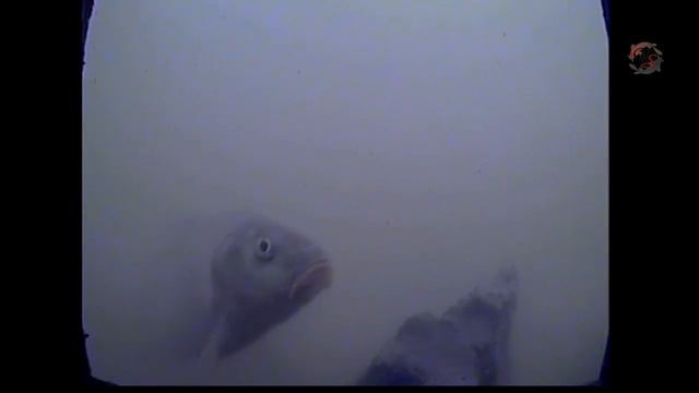 Съемка в мутной воде. Прозрачность 10-15см. Fishing angeln câu cá рыбалка в заводи реки Кубань смотреть онлайн