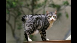Кошки породы бобтейл