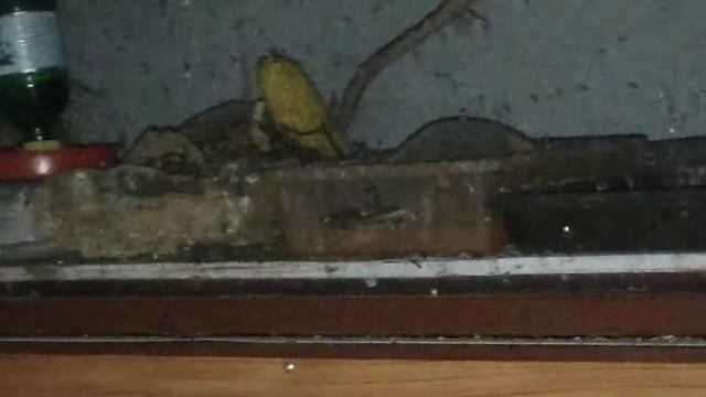 Мыши замучали смотреть онлайн