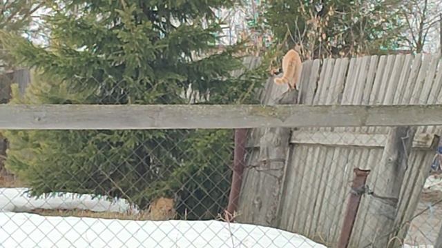 СЕРЕНАДЫ НА ЗАБОРЕ, ОТ ДВУХ РЫЖИХ КОТОВ В МАРТЕ. смотреть онлайн