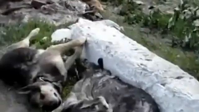 Крымск трупы животных. Krymsk dead animals смотреть онлайн