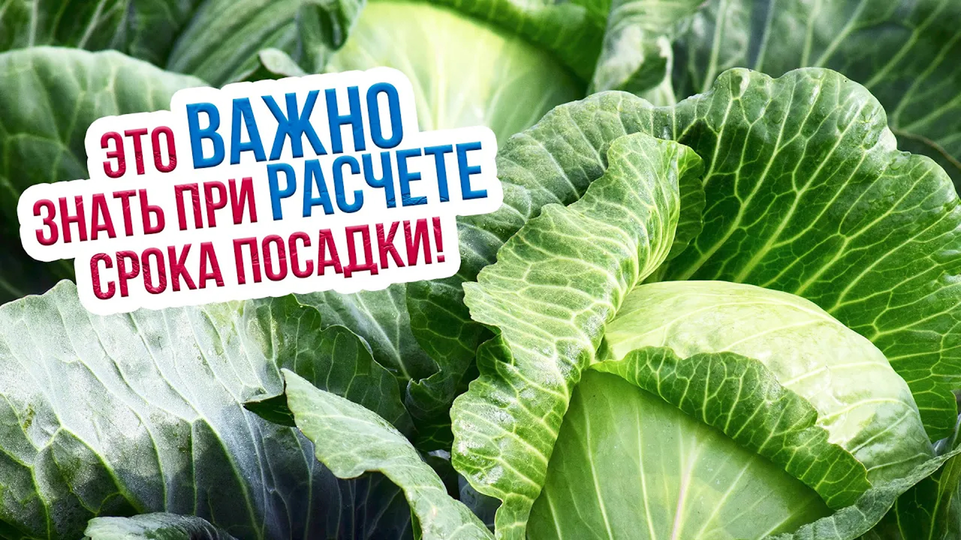 Лучшие сорта капусты для посадки ранние, средние и поздние. Когда сажать капусту на рассаду смотреть онлайн