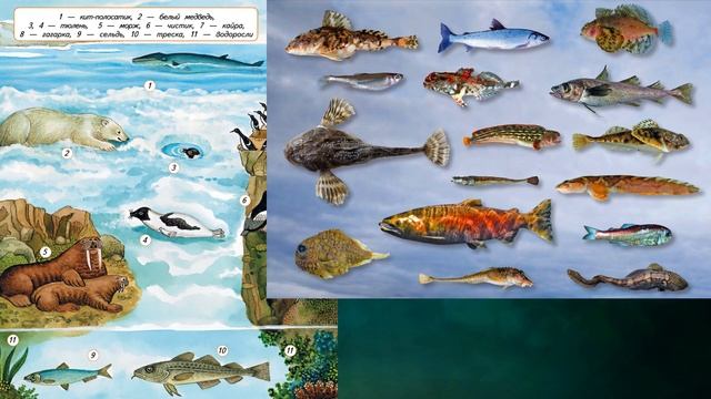 "Природные зоны России. Арктические пустыни", Окружающий мир 4 класс ч.1, с.116-119, Планета знаний смотреть онлайн