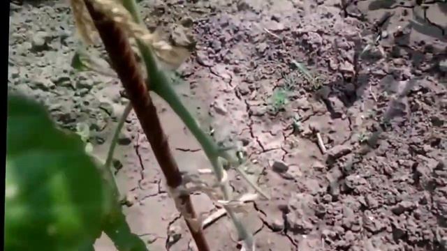 Как вырастить ПОМИДОРЫ.Посадка.Подкормка.Мульчирование.Пасынкование.