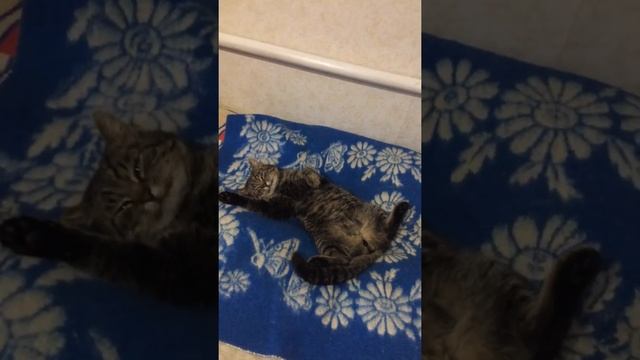 кот спит на спине смотреть онлайн