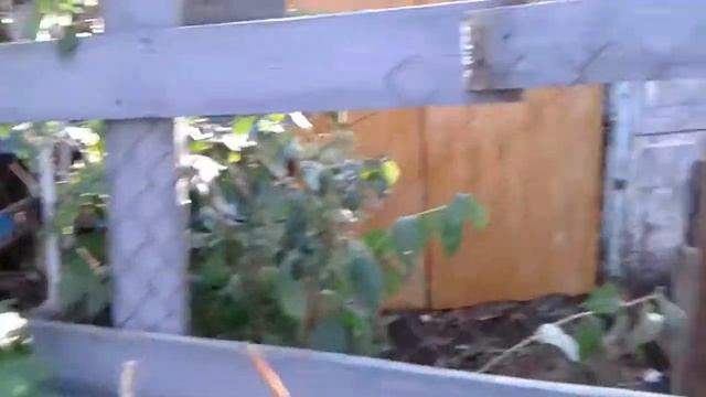 вес вьетнамских поросят в три месяца смотреть онлайн