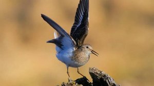 Автоматизация звука Рь