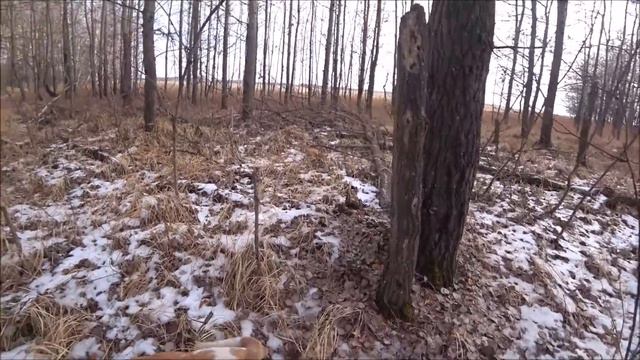 Охота на зайца с гончими у Сибирского Странника.Застрелили Козу и не подобрали!?Ищем зайца. смотреть онлайн