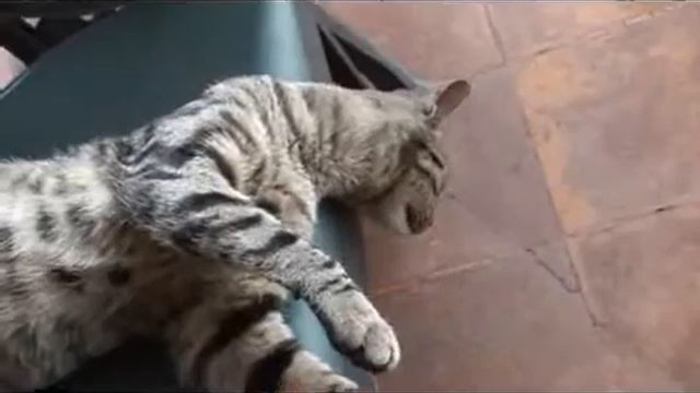 Gatto rilassato .wmv смотреть онлайн