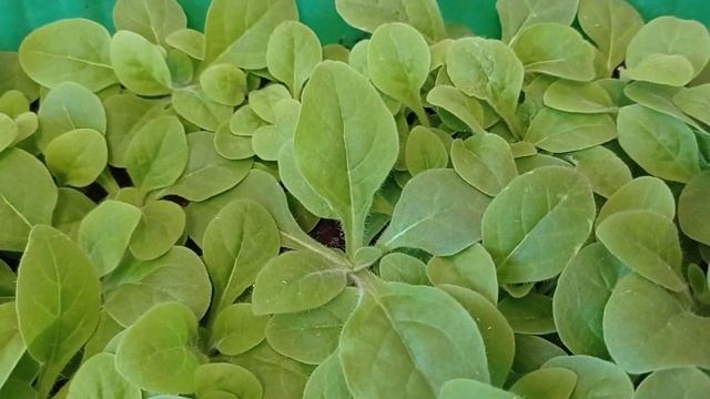 Пикировка георгины Фигаро табака Сандер про цветы и про Анфису?.10.04.22