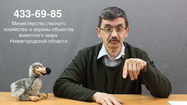 Что делать, если вы нашли слетка или птенца смотреть онлайн