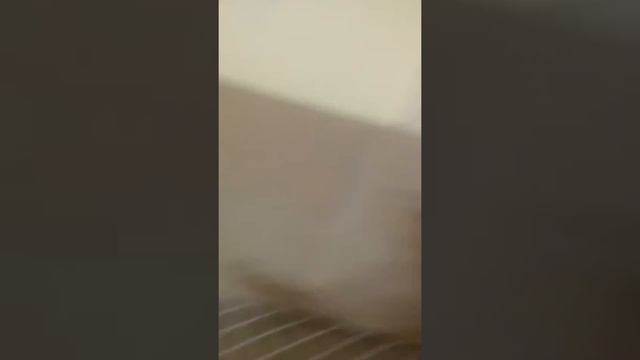 Видео у меня дома показывают салон смотреть онлайн