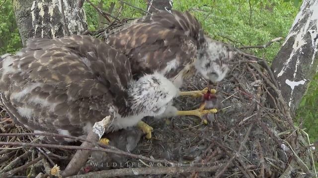 Birds of prey. Common buzzard's nest with chicks смотреть онлайн