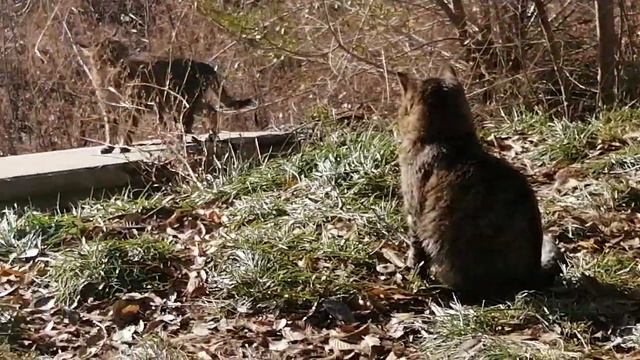 6 ноября 2023г ночю было - 7 градусов. (1) смотреть онлайн