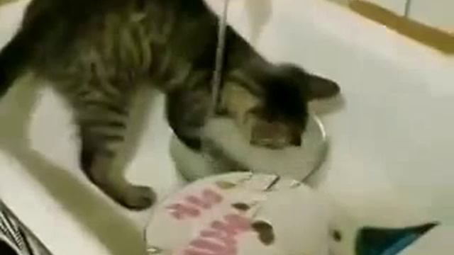 Как моют посуду коты!!😄 смотреть онлайн