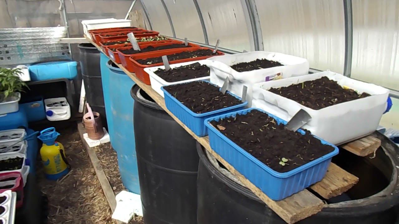 39 Полив рассады с помощью опрыскивателя, простой фильтр из бутылки, текущие разговоры и планы смотреть онлайн