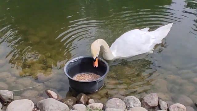Вольеры с птицами. Нижний парк. Петергоф. Санкт-Петербург смотреть онлайн
