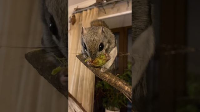 БЕЛКА-ЛЕТЯГА ест Шишку ! 飞鼠 #animals #momonga #flyingsquirrel #short #squirrel #animal #shorts смотреть онлайн