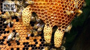 #Кашковский В.Г. Как удержать от роения среднерусскую пчелу ???