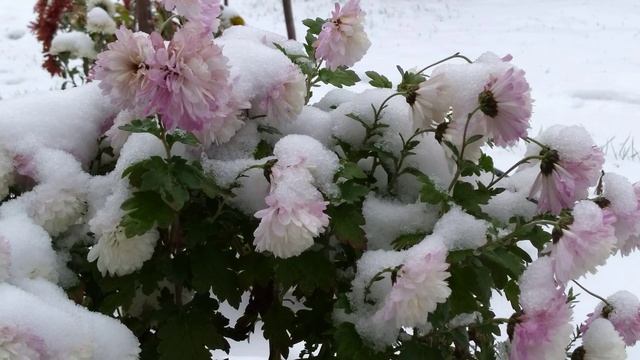 С Первым Снегом❄️? С Первым Чудным Днём! Доброго Дня и отличного настроения??? Музыкальная Открытка смотреть онлайн