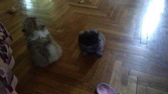 Плюшевые Монстры не дают покоя (Милота зашкаливает) смотреть онлайн