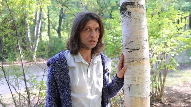 Берёза бумажная I Betula lenta смотреть онлайн