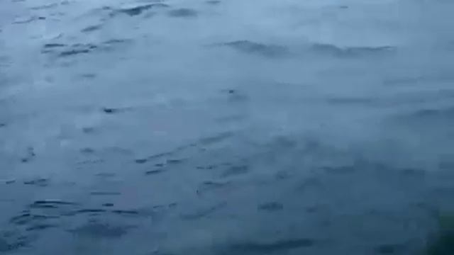 Старик и море 2 - Косатка рэкетир грабит веселого пиндоса смотреть онлайн
