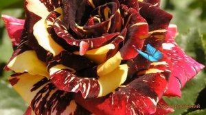 Роза чайно-гибридная Абракадабра (abrakadabra) ? обзор: как сажать, саженцы розы Абракадабра