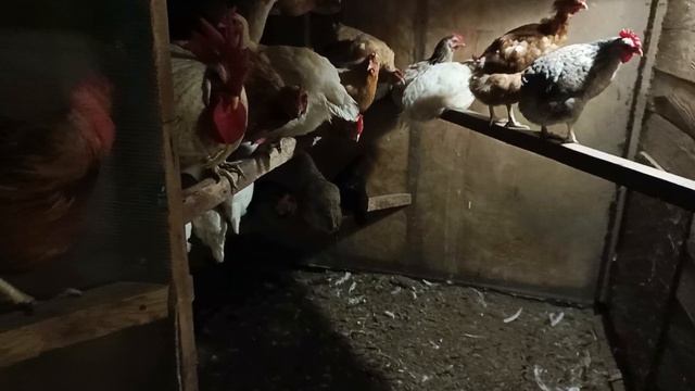 Привезли кур от свекрови 😊 подселили к нашим курочкам. смотреть онлайн