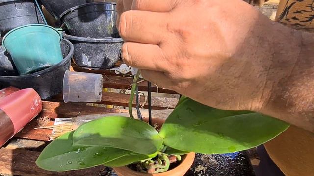 PHALAENOPSIS TROPICAL DREAM , DICAS DE CULTIVO DE PHALAENOPSIS смотреть онлайн