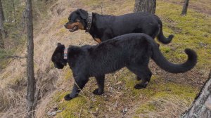 ? Прогулка по живописным местам ?. ? Луна и Венза ??. Леопард и ротвейлер ?