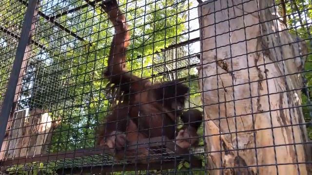 Красавица Дана из Тайгана! смотреть онлайн