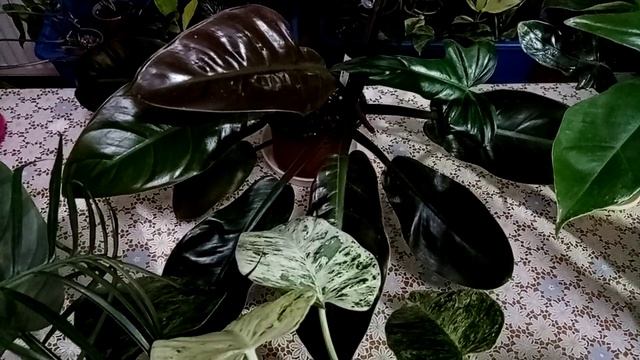 Филодендроны, которые долго держат форму куста. смотреть онлайн