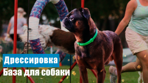 Дрессировка собак Базовые команды. Выдержка,  сидеть, лежать, стоять.