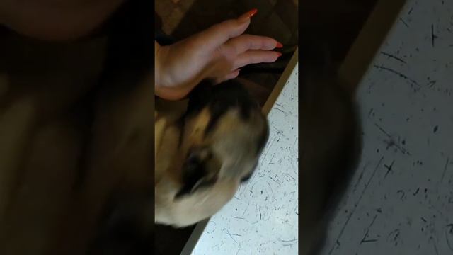 Девочка мопс. смотреть онлайн