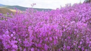 Багульник Рододендрон Даурский