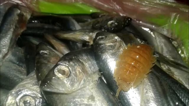 У женщина волосы встали дыбом, когда обнаружила это во время чистки рыбы! смотреть онлайн