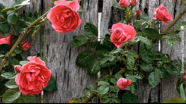 ❀ Как украсить забор на даче своими руками смотреть онлайн