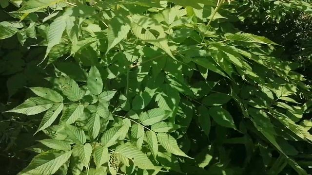 Наш Арункус (Aruncus) Волжанка на даче. смотреть онлайн