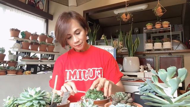 Love succulents..Anong nangyari? смотреть онлайн