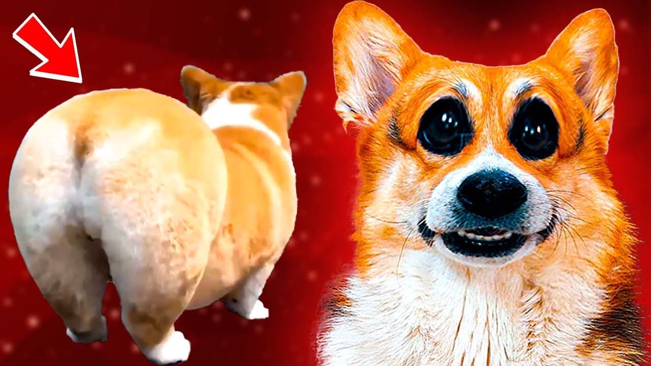 КОРЖИКУ СНОВА ПОДСТРИГЛИ ПОПУ!! Корги Кекс Говорящая собака смотреть онлайн