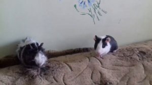 Как ухаживают морские свинки, Брачные ухаживания и игры