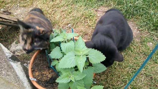 Nepeta cataria (catmint/catnip) смотреть онлайн