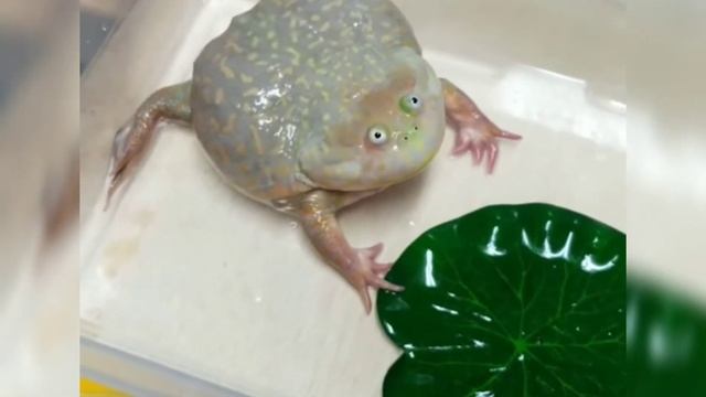 Орущая жаба??