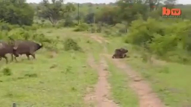 Шок видео! За день собрало 2 000 000 просмотров! смотреть онлайн