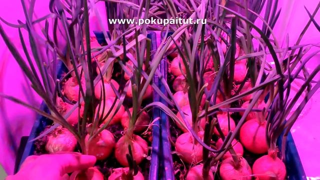 Грибной мир: лесные находки