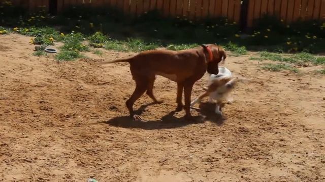 Зоогостиница "Далматин.ру" смотреть онлайн