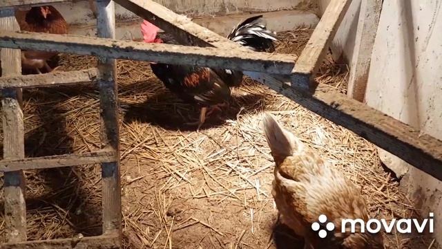 Какие полы в курятнике лучшие?