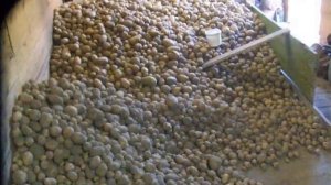 урожай картошки суперэлита сорта гуливер  колобок крепыш  великан