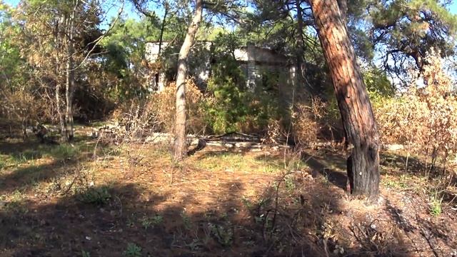 Есть ли съедобные грибы в Геленджике? Геленджик 2022. смотреть онлайн